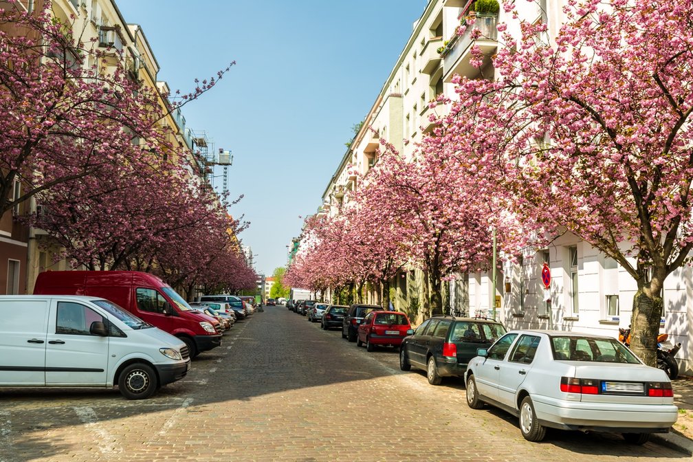 Baumgesäumte Straße mit blühenden Kirschbäumen im Frühling, parkenden Autos an beiden Seiten und mehrstöckigen Wohnhäusern im Hintergrund. Sonnenlicht fällt auf die gepflasterte Fahrbahn.