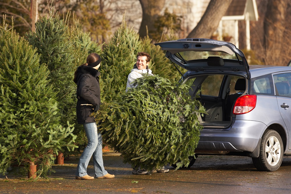 Ein Pärchen verstauen einen frisch gekauften Weihnachtsbaum sicher mit dem Stamm voran in den Kofferraum eines Autos. 